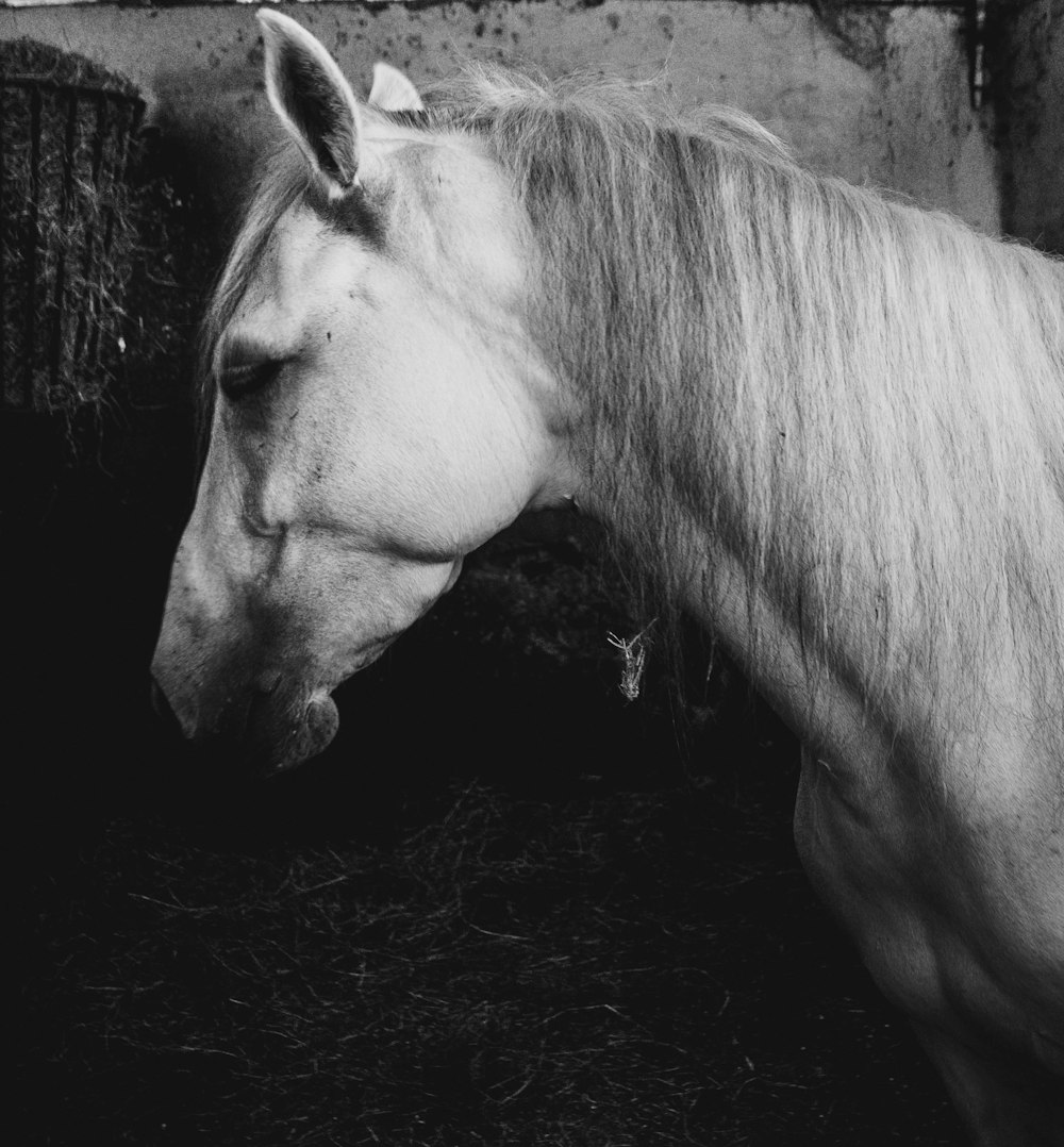 a white horse standing in a stable next to a wall