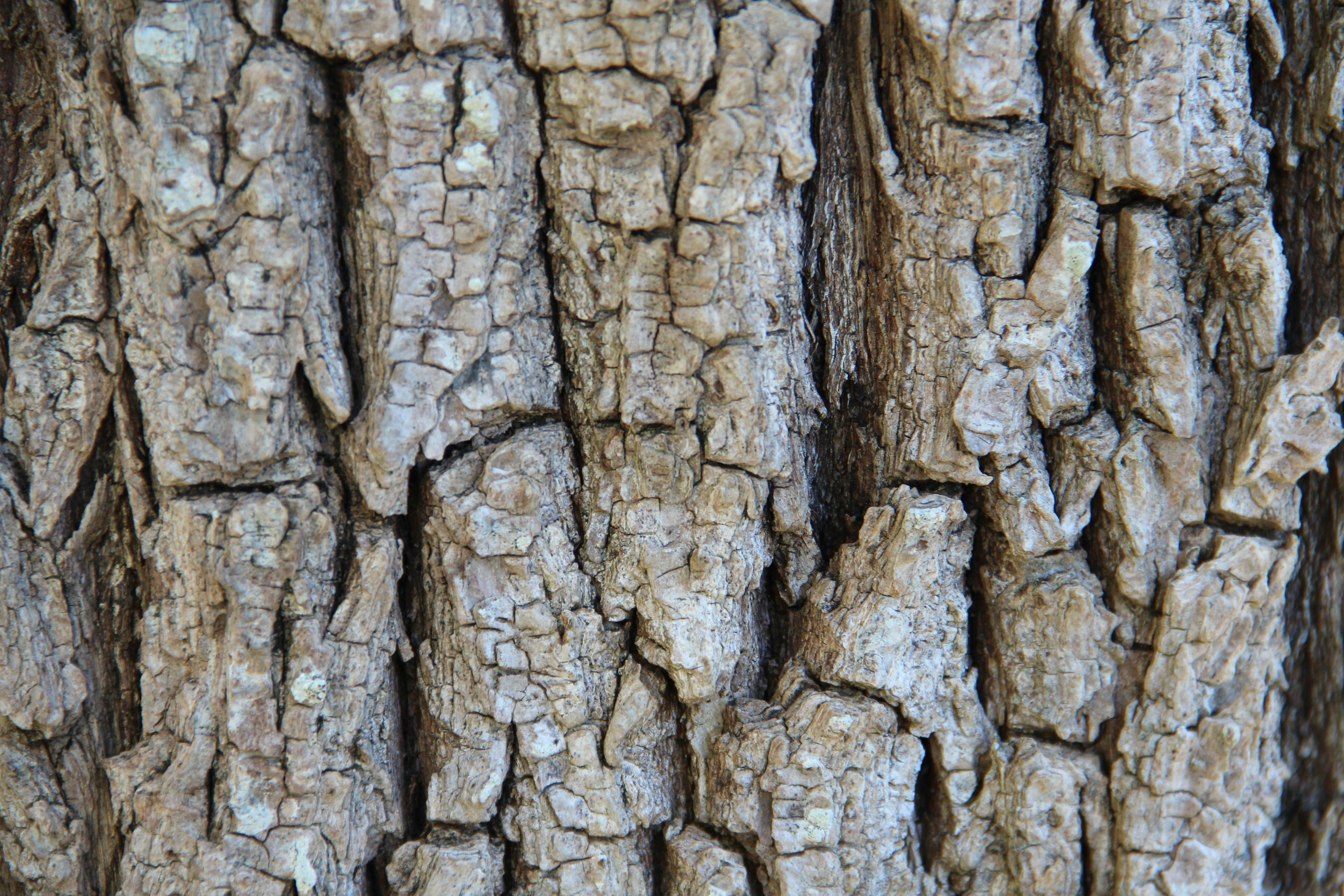 Photo by joao_dionisio