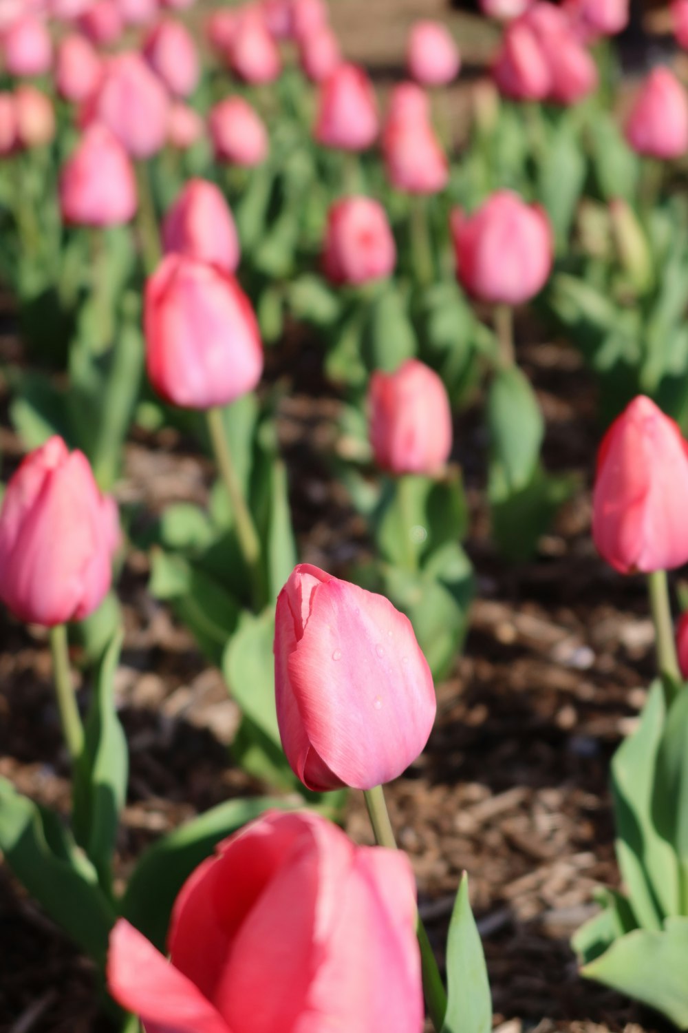 a field of pink flowers with green leaves