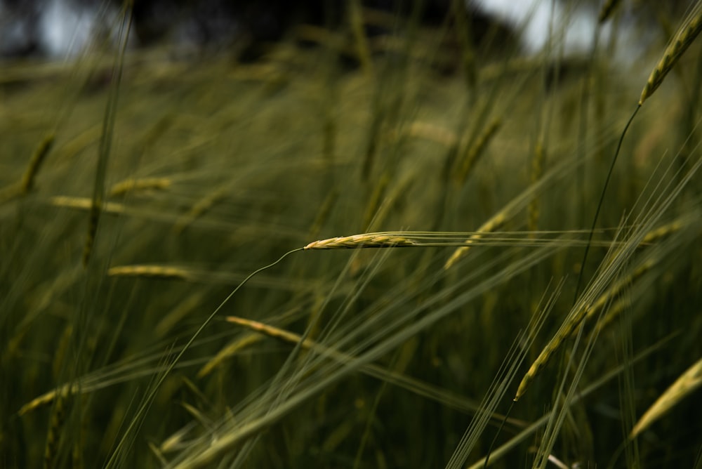 a close up of a field of green grass