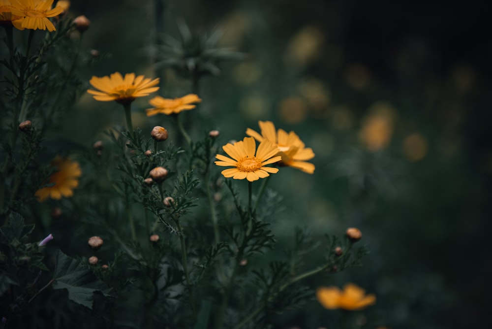 um ramo de flores amarelas em um campo