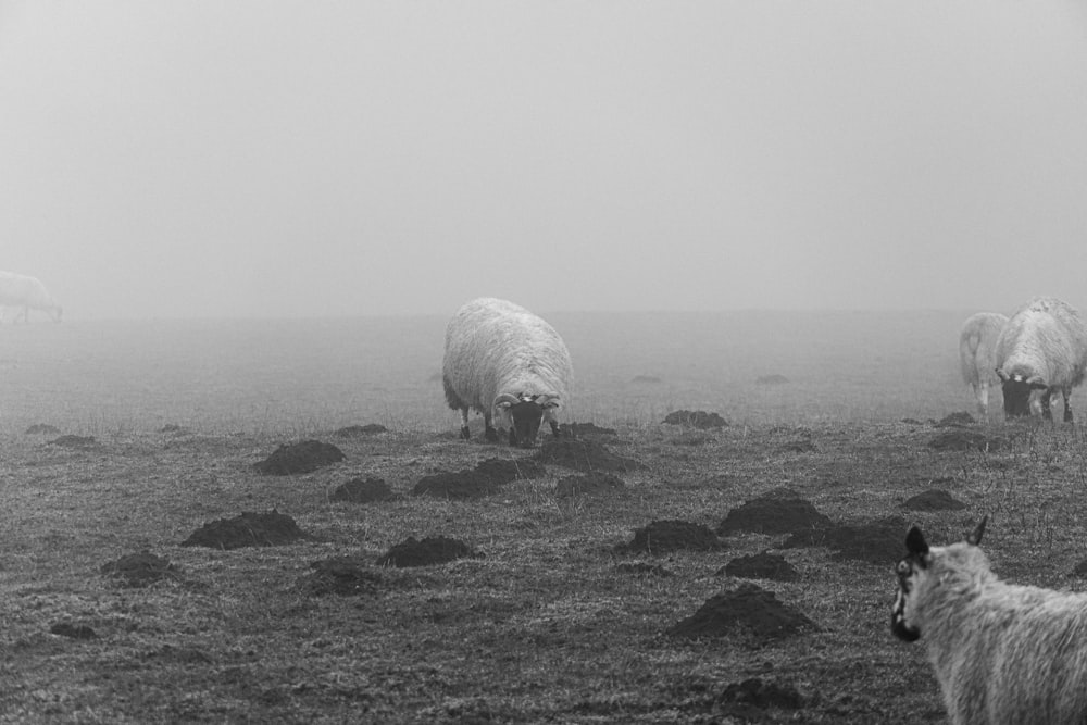 Un rebaño de ovejas pastando en la parte superior de un campo cubierto de hierba