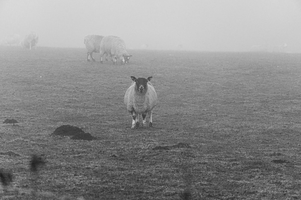 a herd of sheep standing on top of a grass covered field