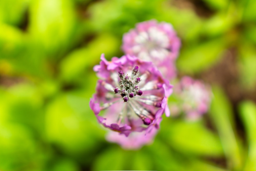 a close up of a pink flower with green leaves in the background