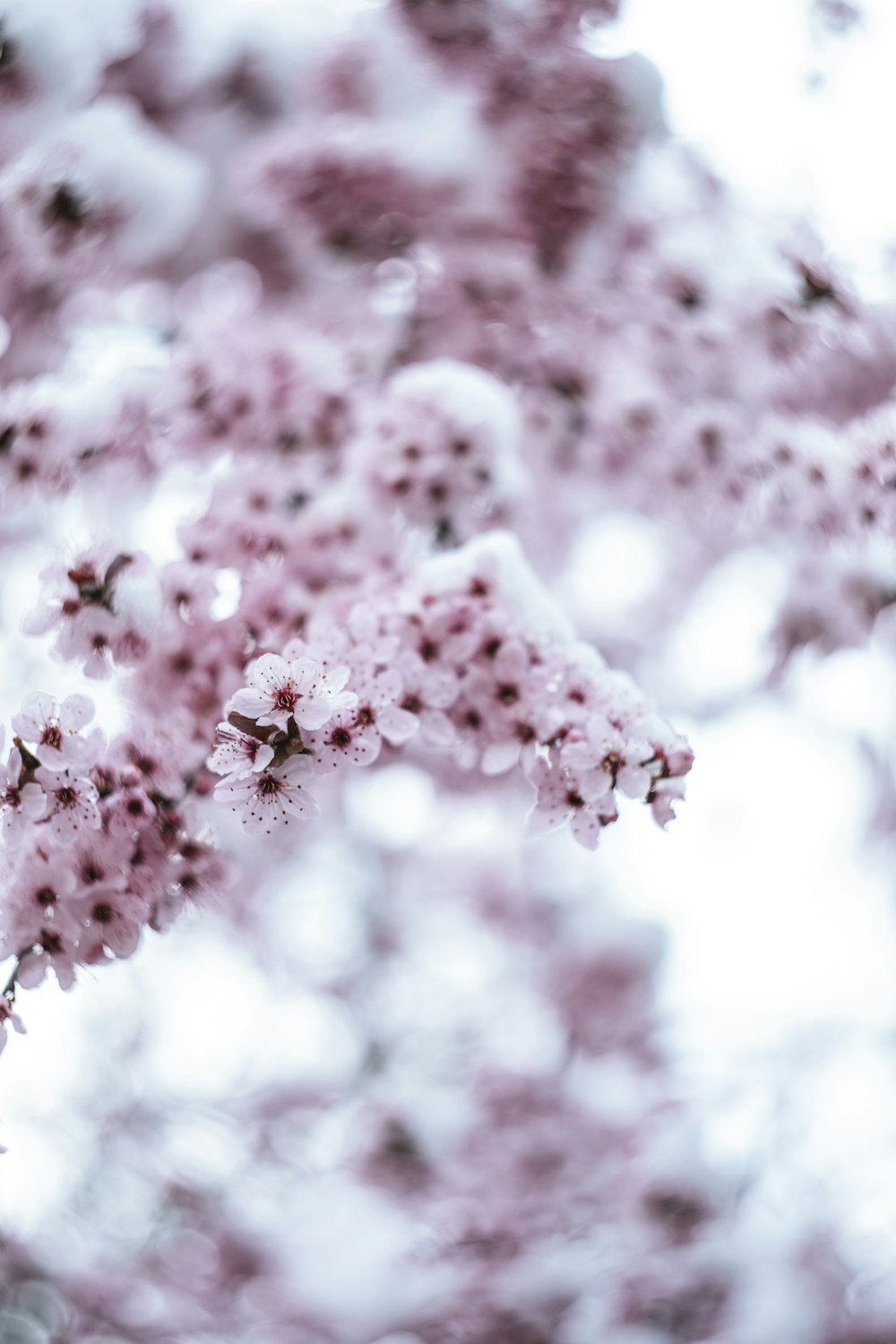 a close up of a tree with pink flowers