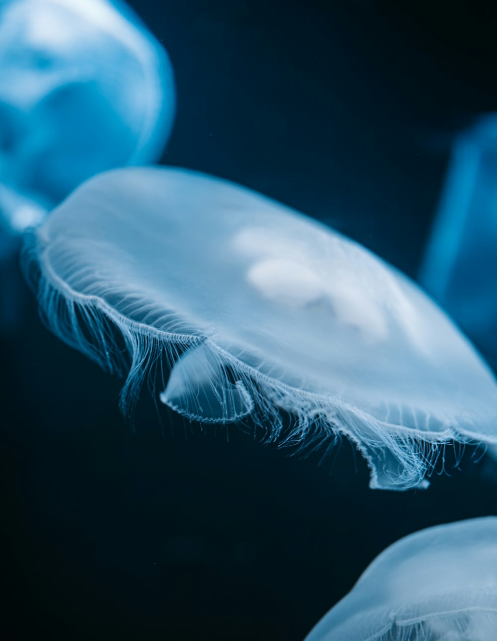 a group of jellyfish swimming in the water