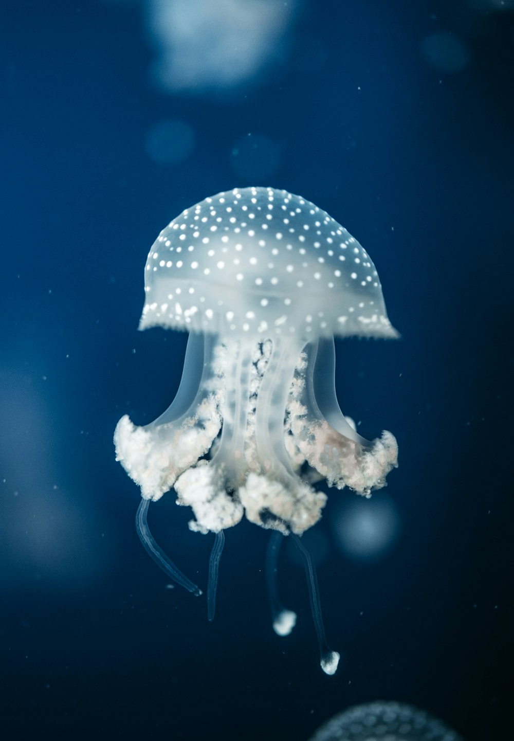 Un primer plano de una medusa en el agua