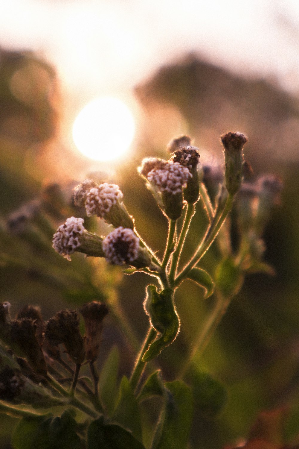 a close up of a plant with the sun in the background