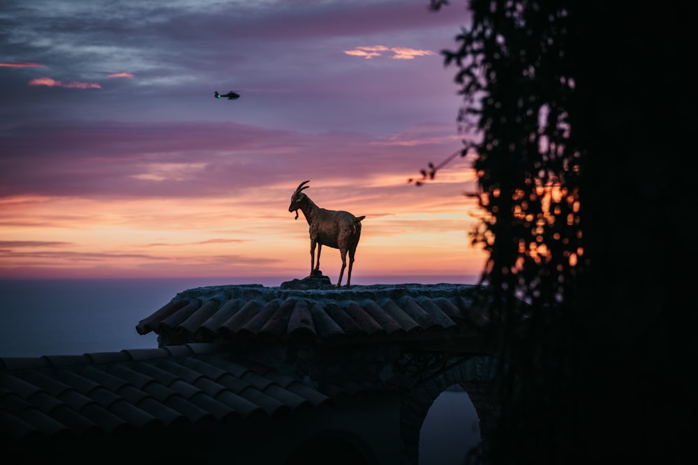 una capra in piedi sulla cima di un tetto al tramonto