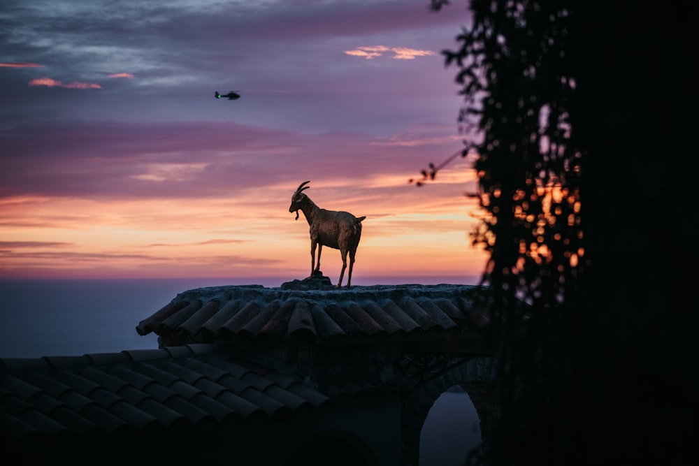 a goat standing on top of a roof at sunset