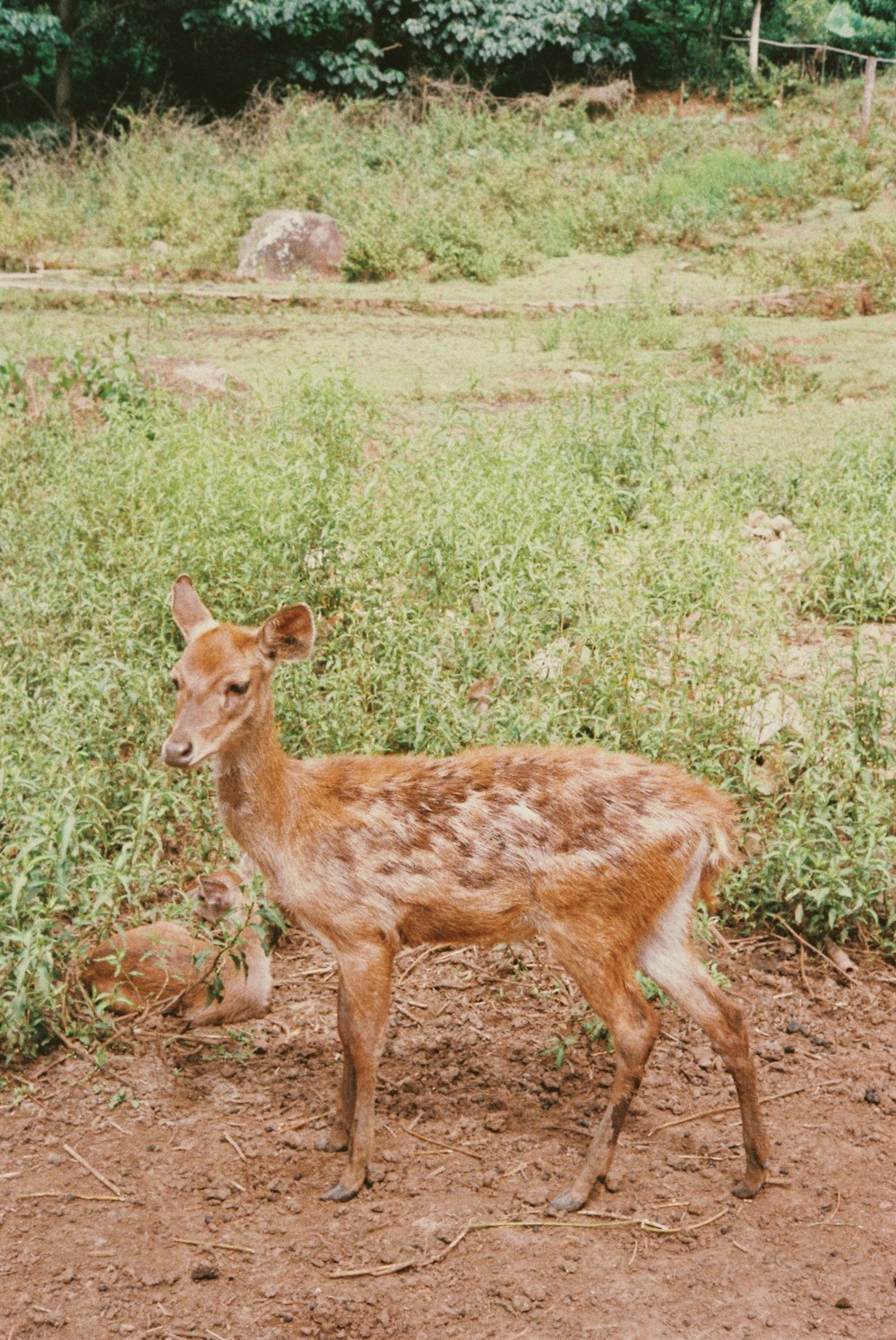a young deer standing in a field of grass