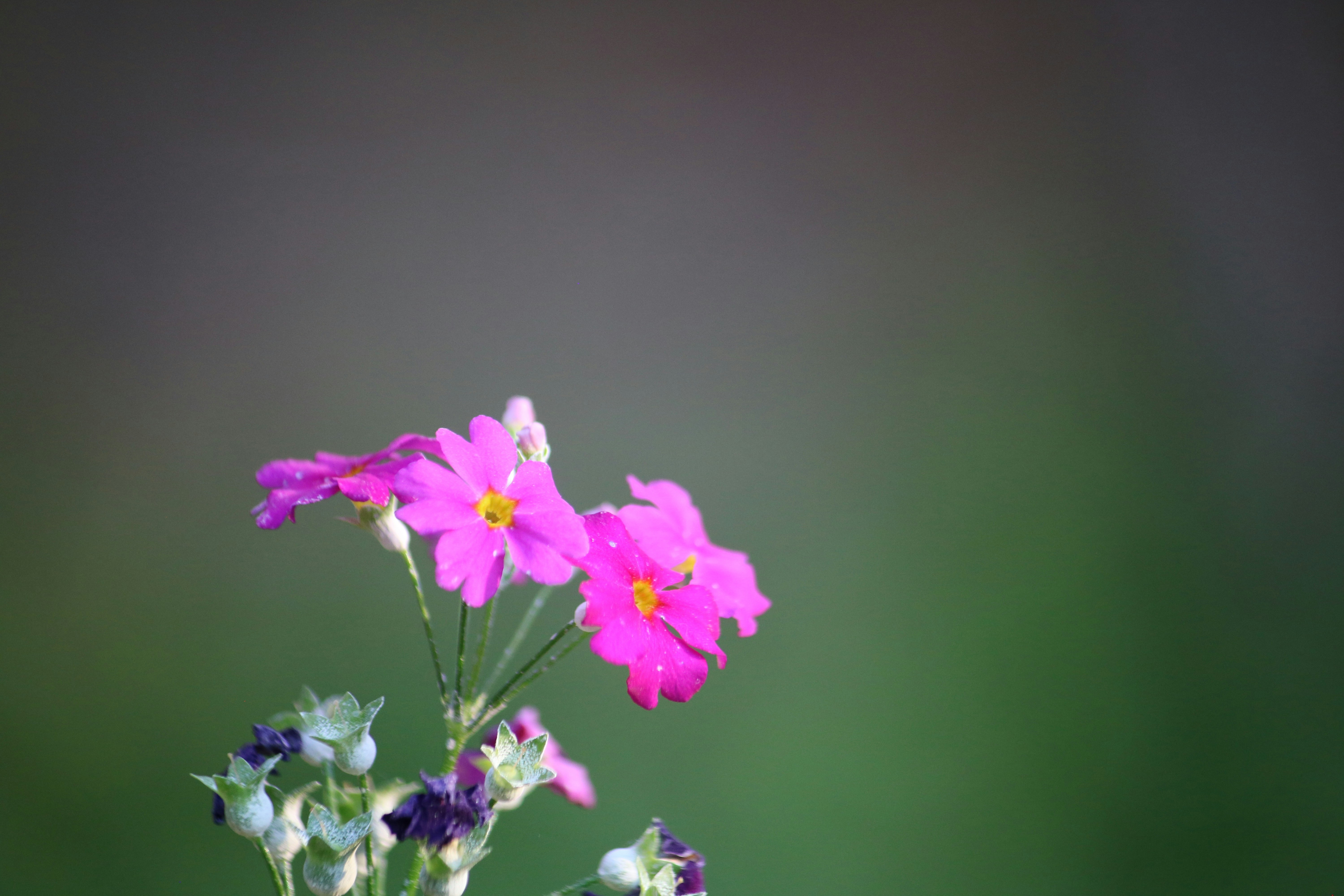 A bunch of flowers that are in a vase photo Free Flower Image on Unsplash