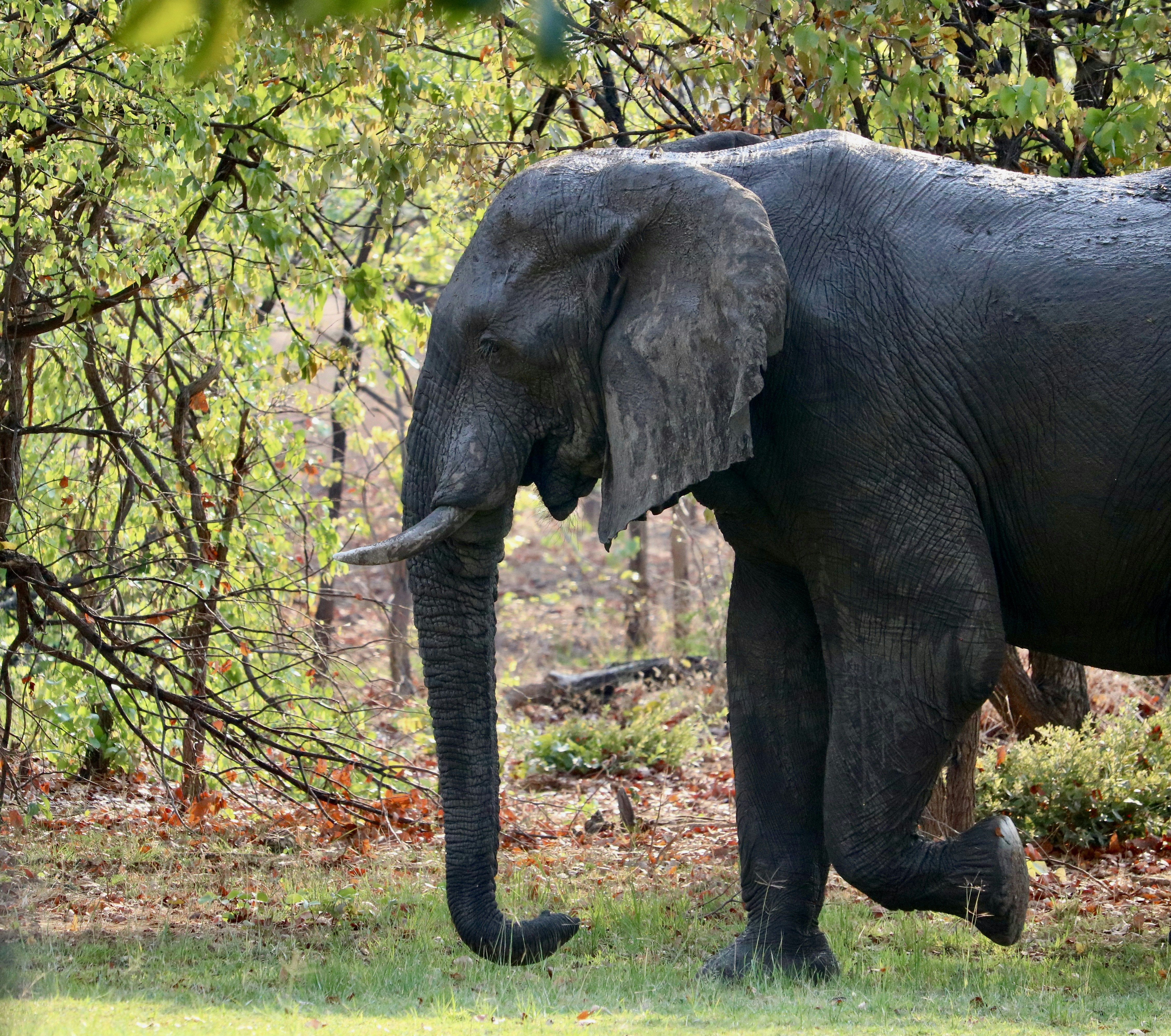 an elephant walking in the grass near trees, Giant Love