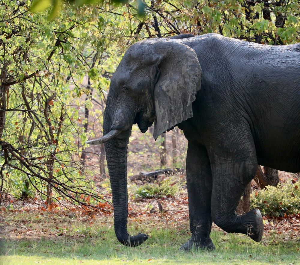 an elephant walking in the grass near trees