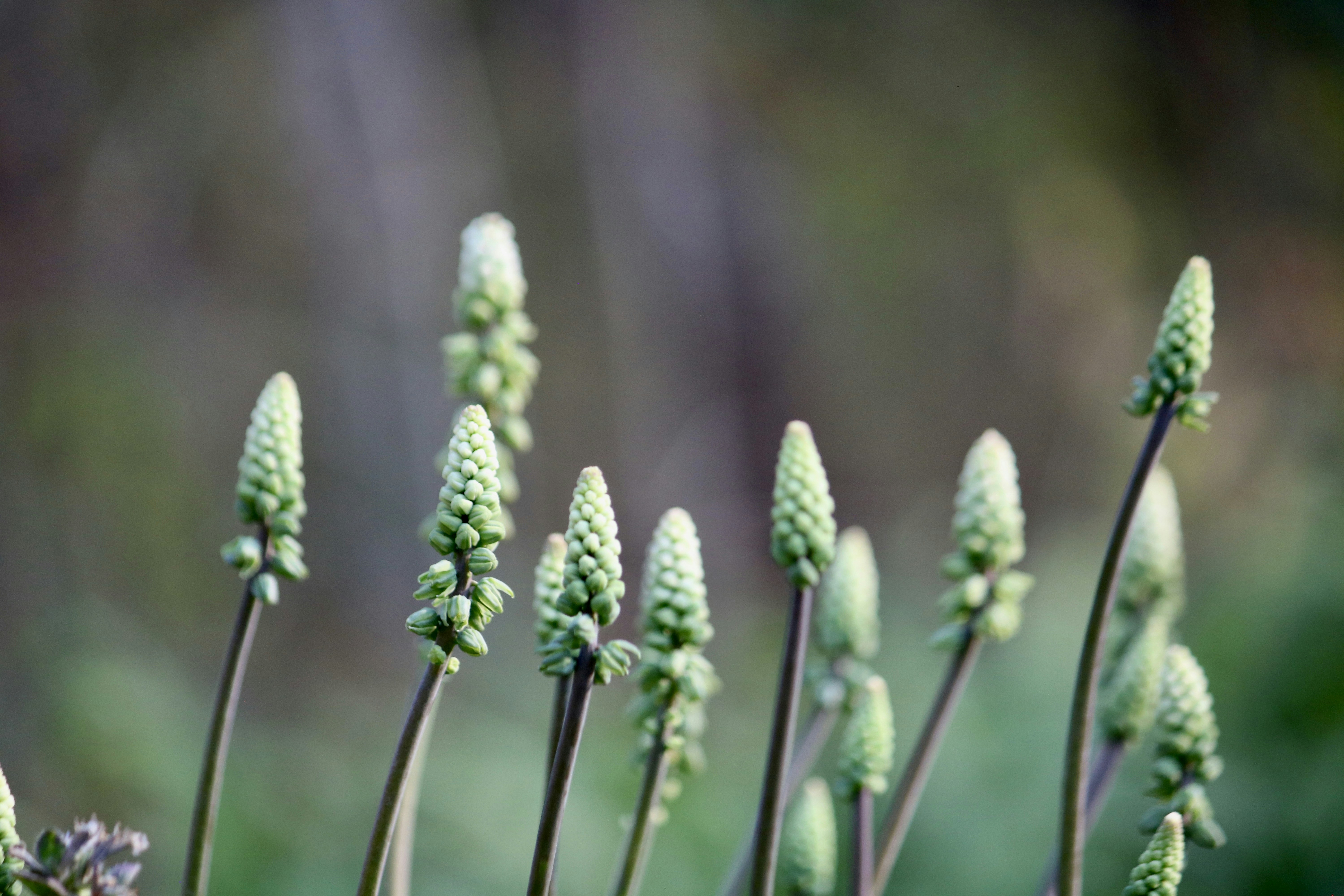 Photo by littlenaturelove