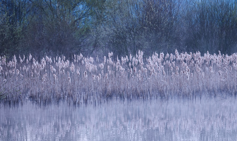 a large body of water surrounded by trees