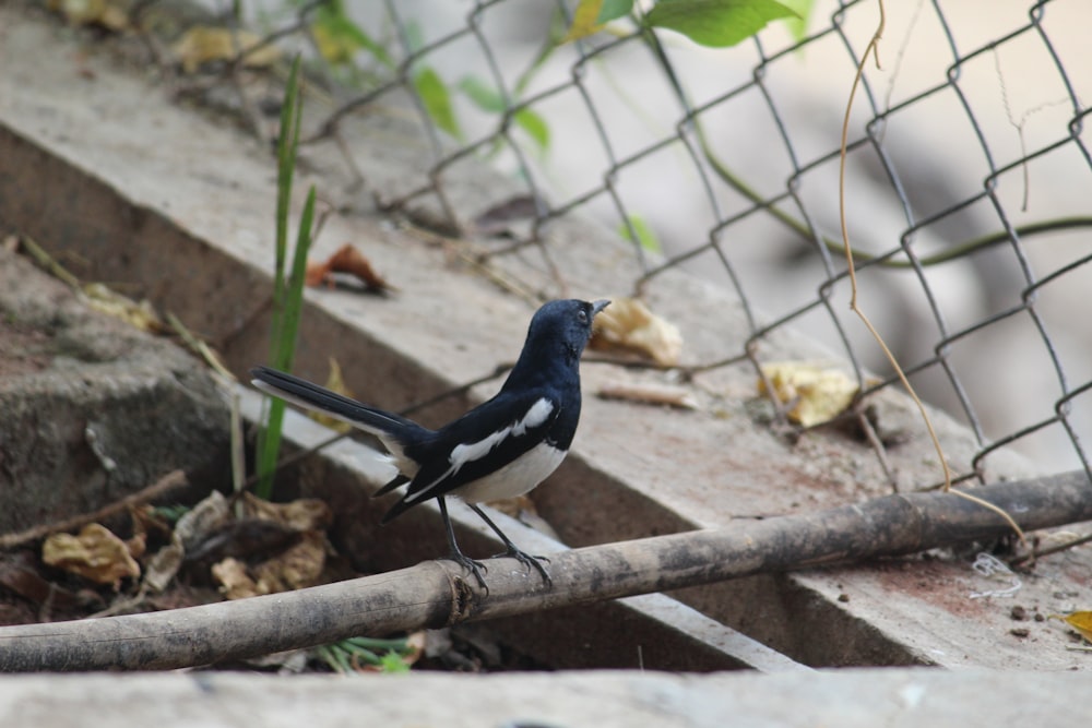 a black and white bird is standing on a branch