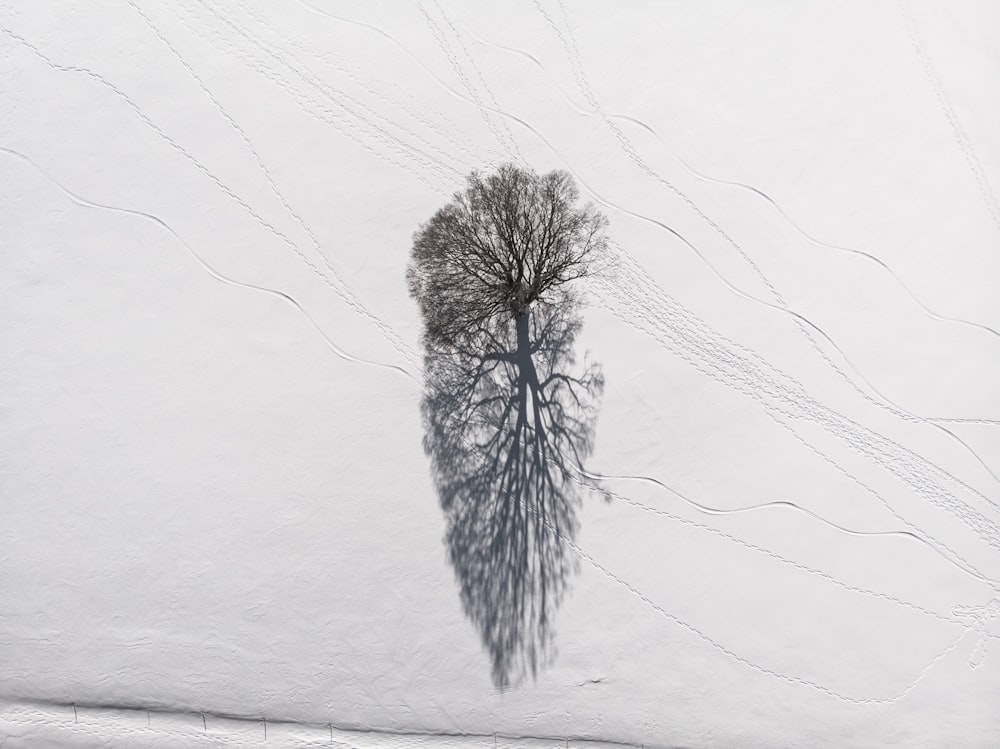 a lone tree casts a shadow on a white wall