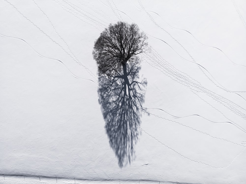 a lone tree casts a shadow on the snow