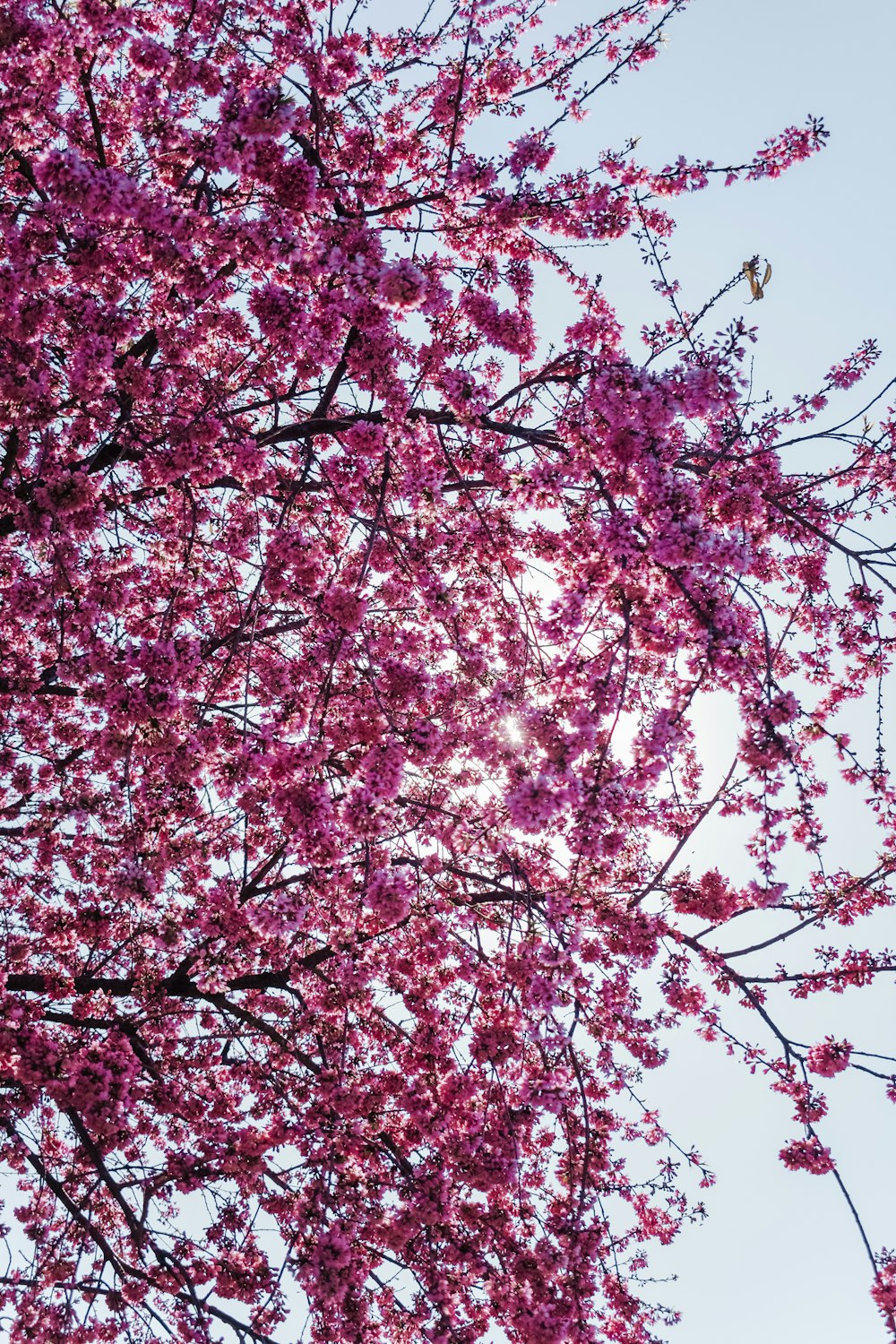 a pink tree with lots of pink flowers