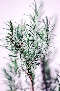 Close-up of a rosemary plant with long, slender green leaves and a thin brown stem, set against a white background.