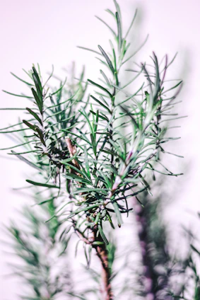 Close-up of rosemary, coconut, and castor oils with hair strands in the background