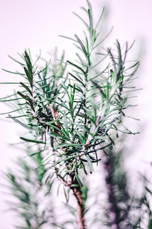 Close-up of a rosemary plant with long, slender green leaves and a thin brown stem, set against a white background.