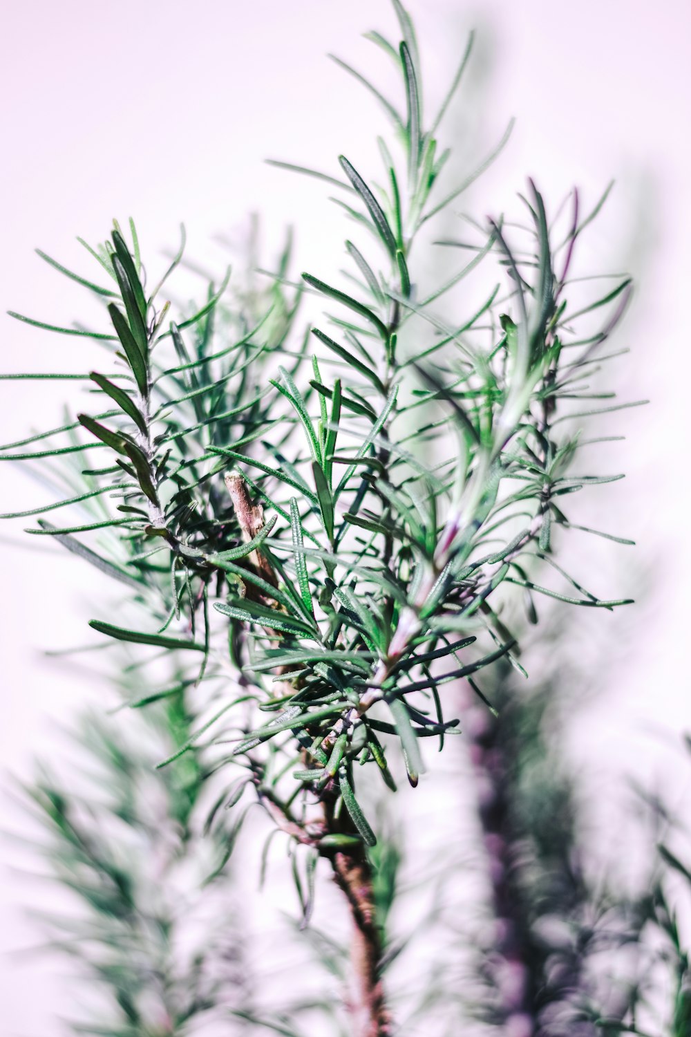 a close up of a tree branch with a blurry background