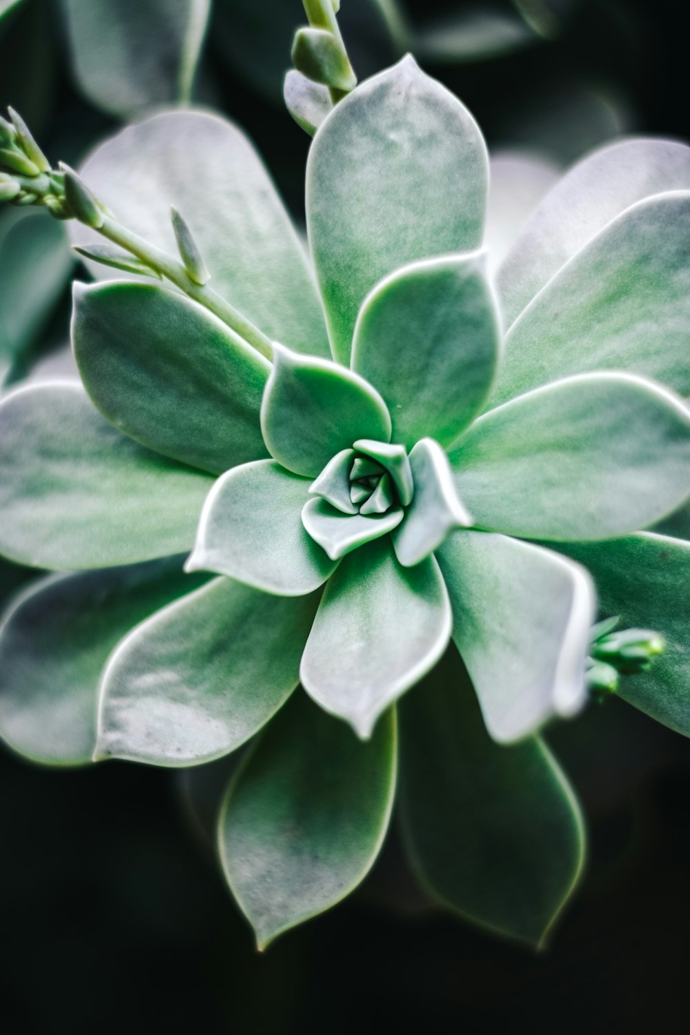 a close up of a green plant with leaves