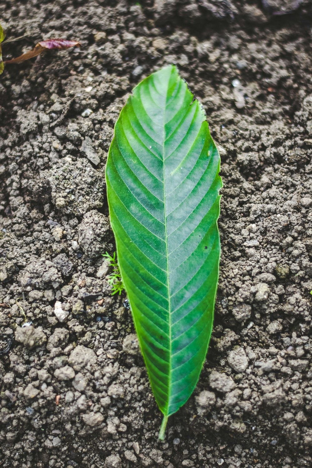 a green leaf laying on the ground