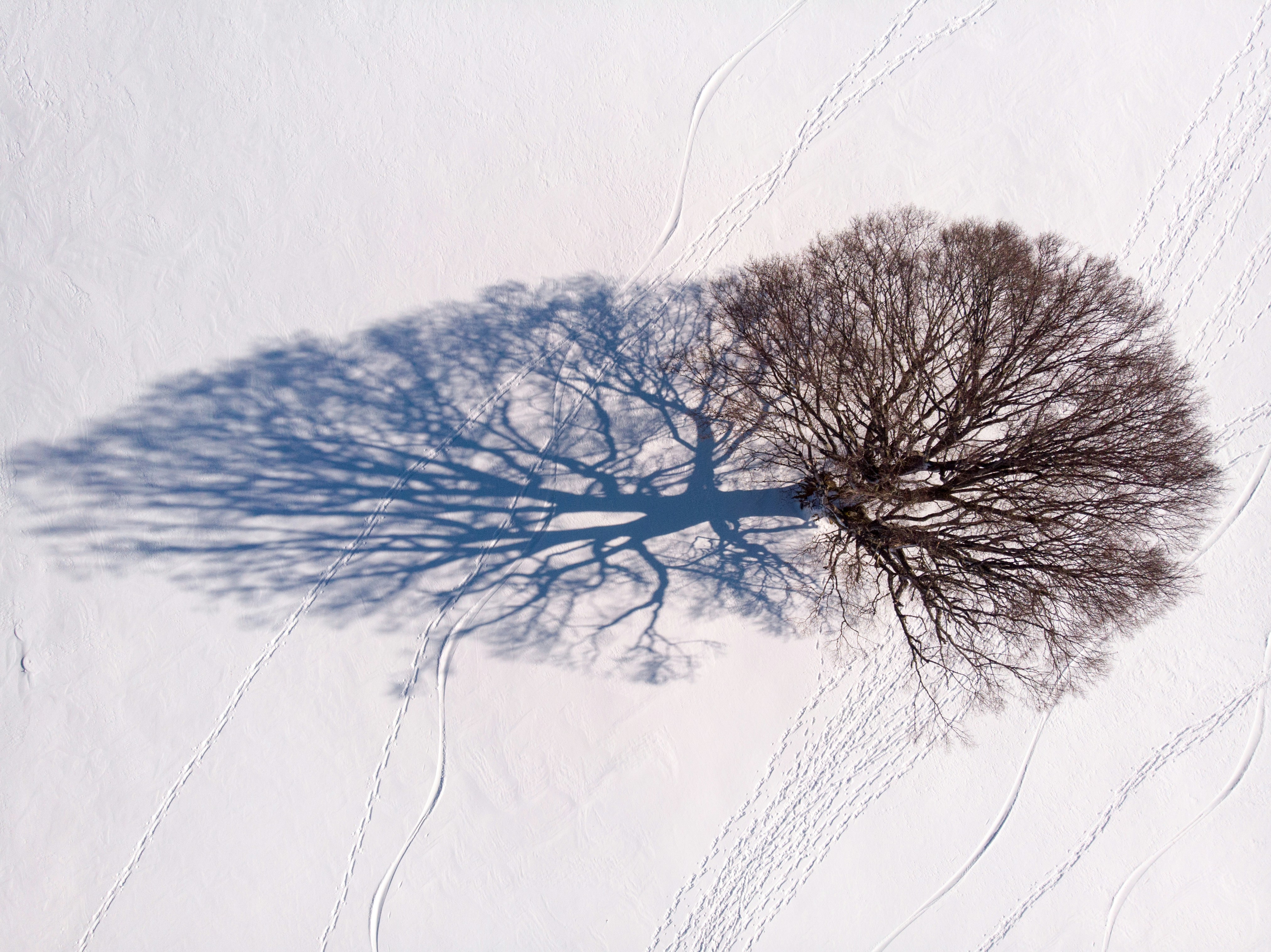 Un albero getta un'ombra sulla neve foto – Immagine gratis di Veduta aerea  su Unsplash, image size:3000x2247