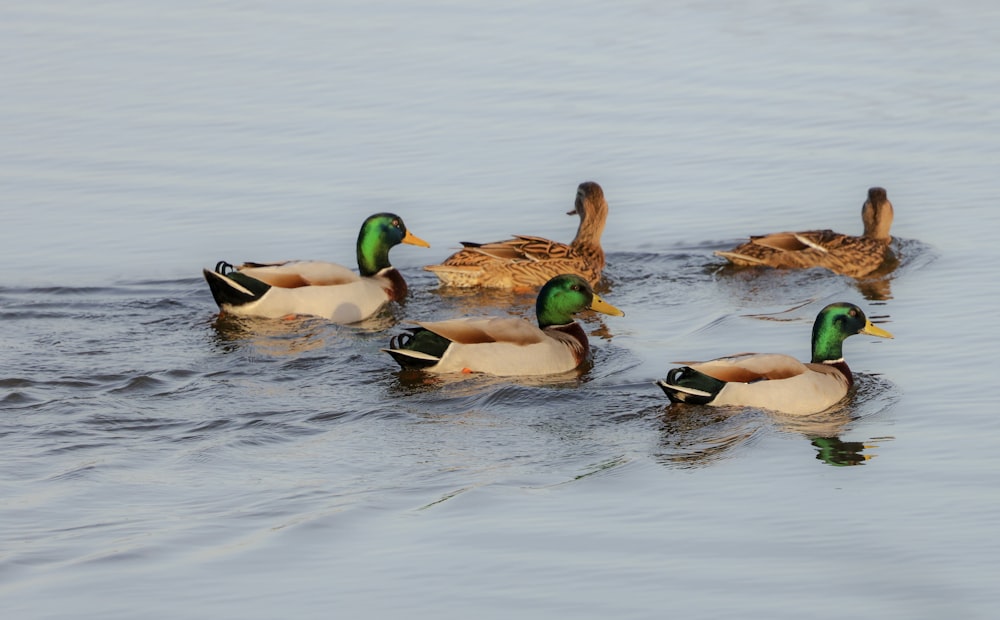 a group of ducks floating on top of a lake