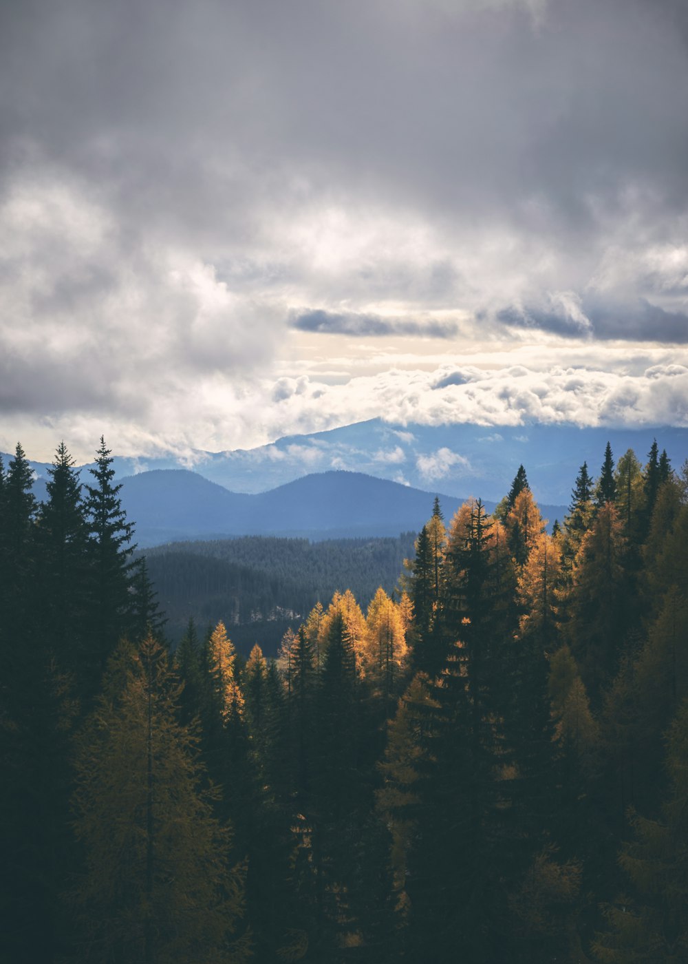 a forest filled with lots of trees under a cloudy sky