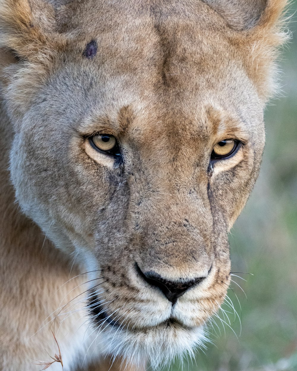 a close up of a lion looking at the camera