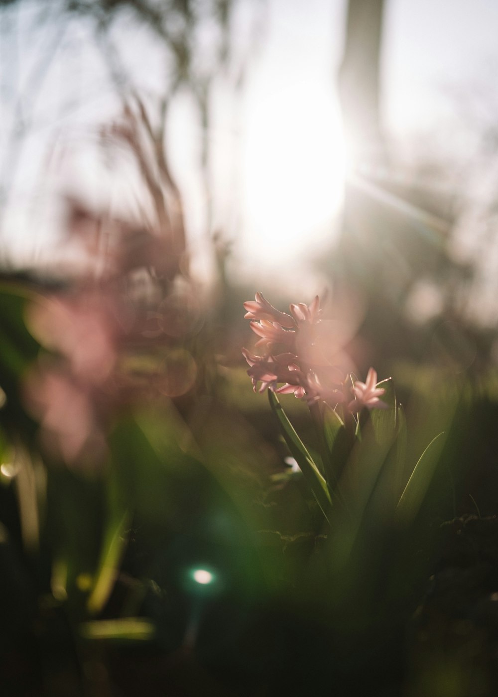 Eine Nahaufnahme von einigen rosa Blumen im Gras