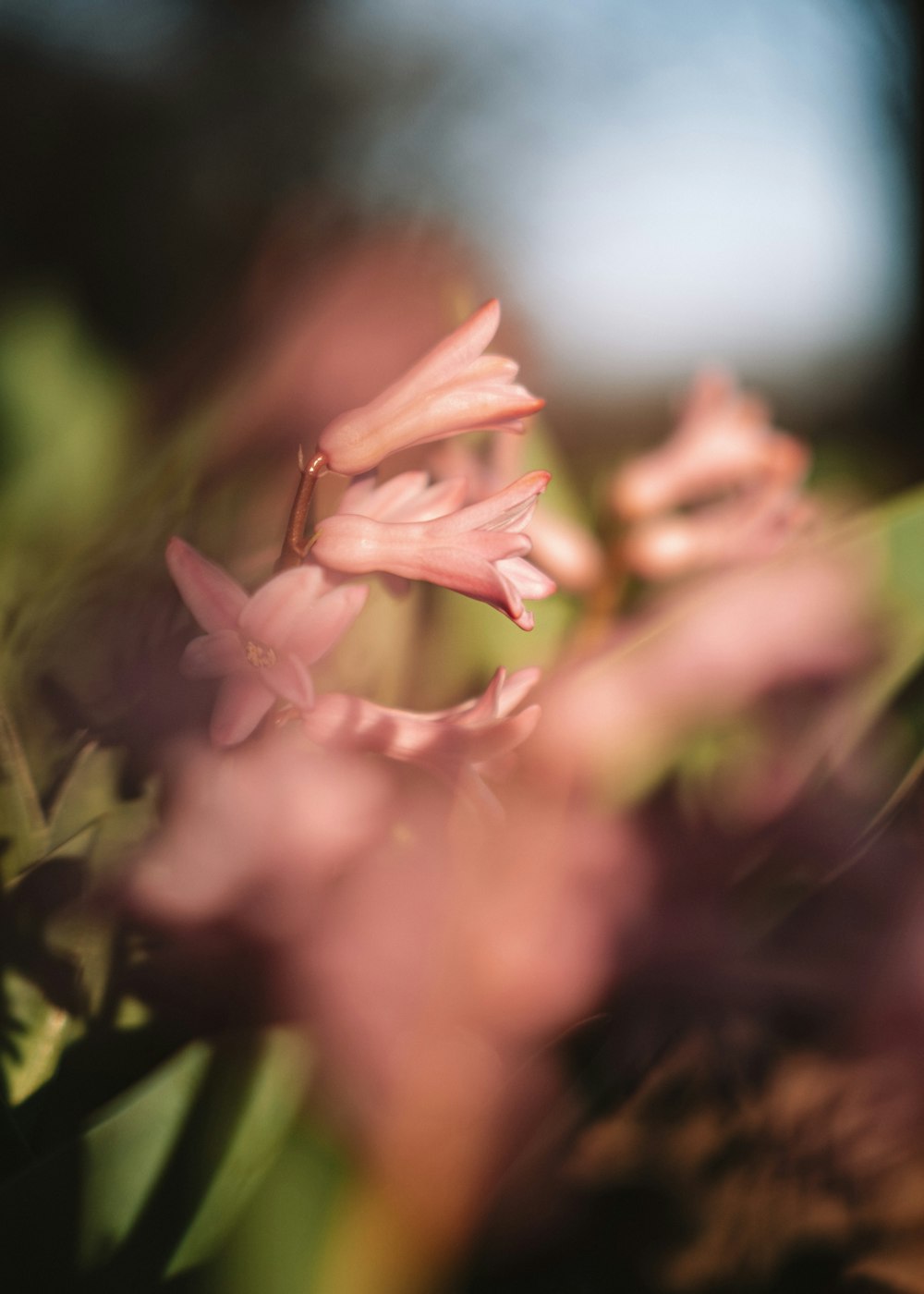 um close up de algumas flores cor-de-rosa em um campo