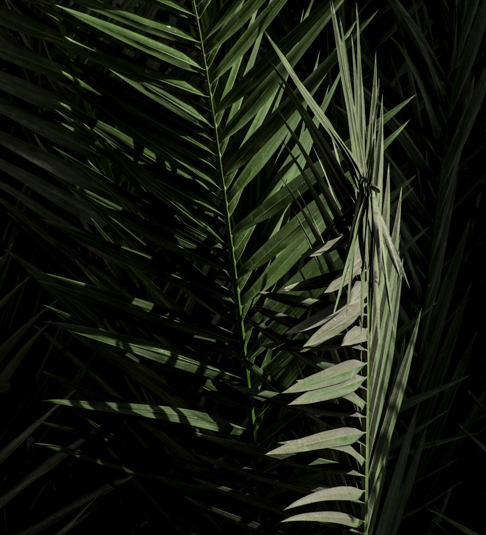 a close up of a palm tree leaves