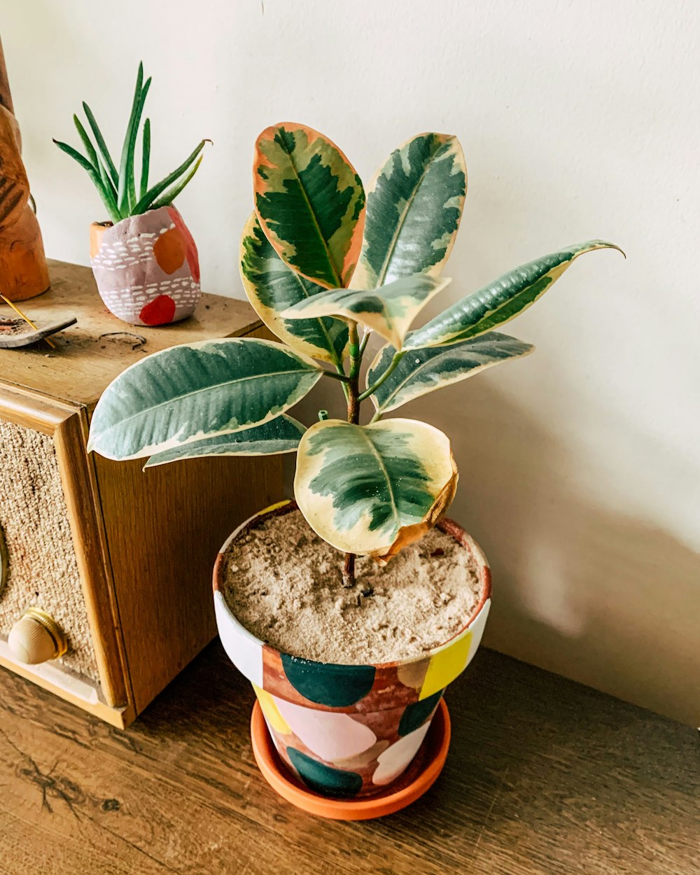 a potted plant sitting on top of a wooden table