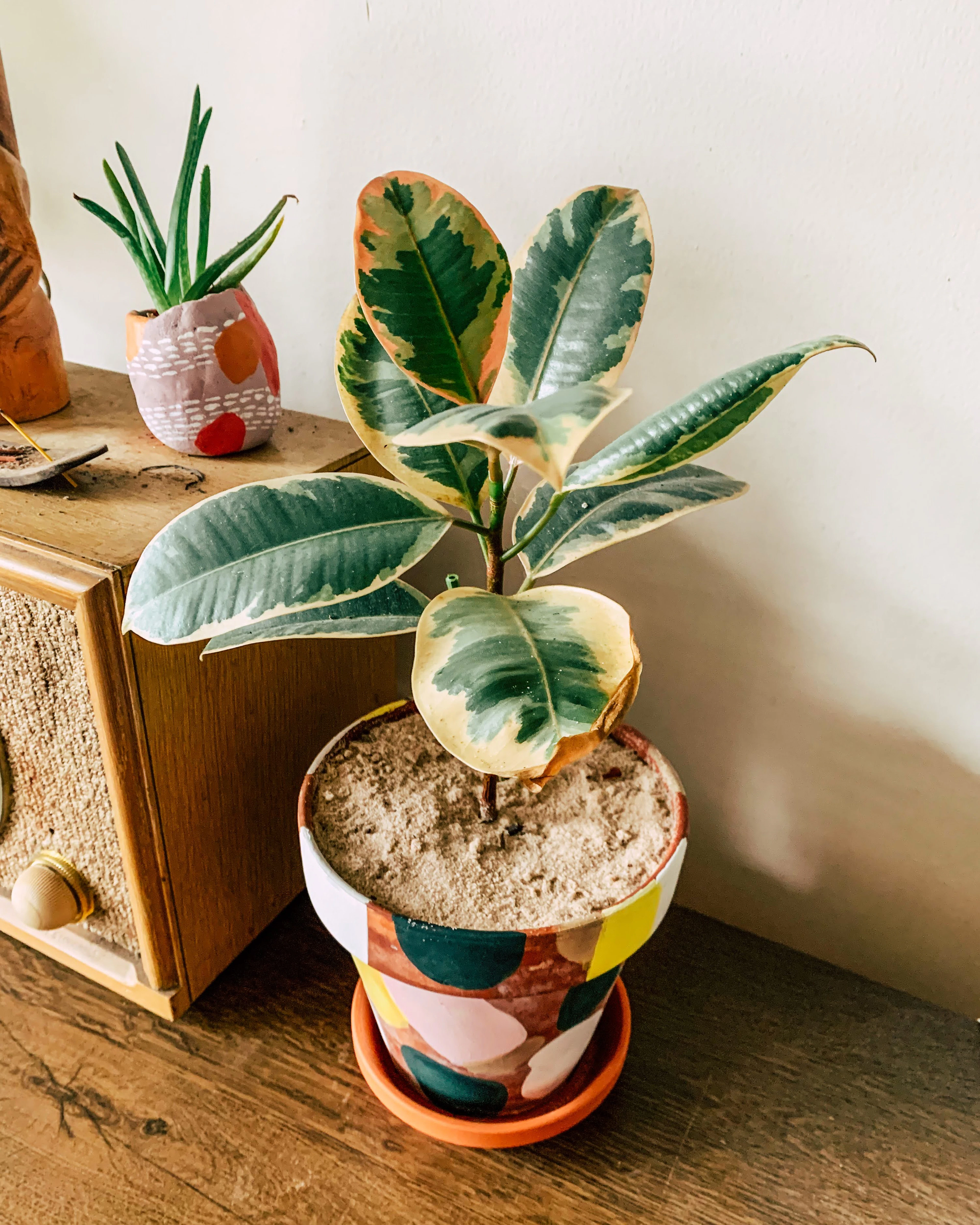 Variegated rubber plant in a patterned pot
