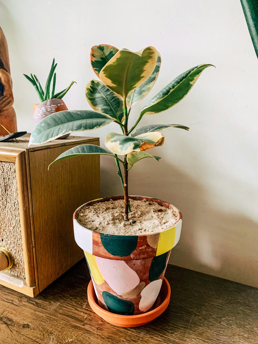 a potted plant sitting on top of a wooden table