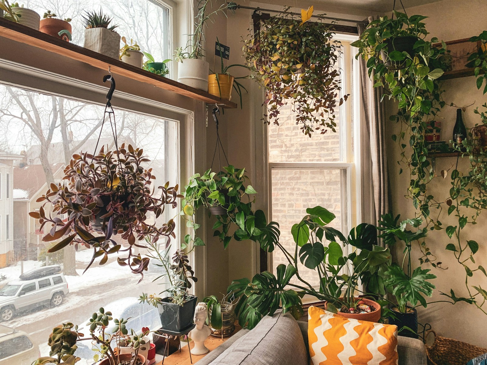 small apartment living room filled with hanging plants near window