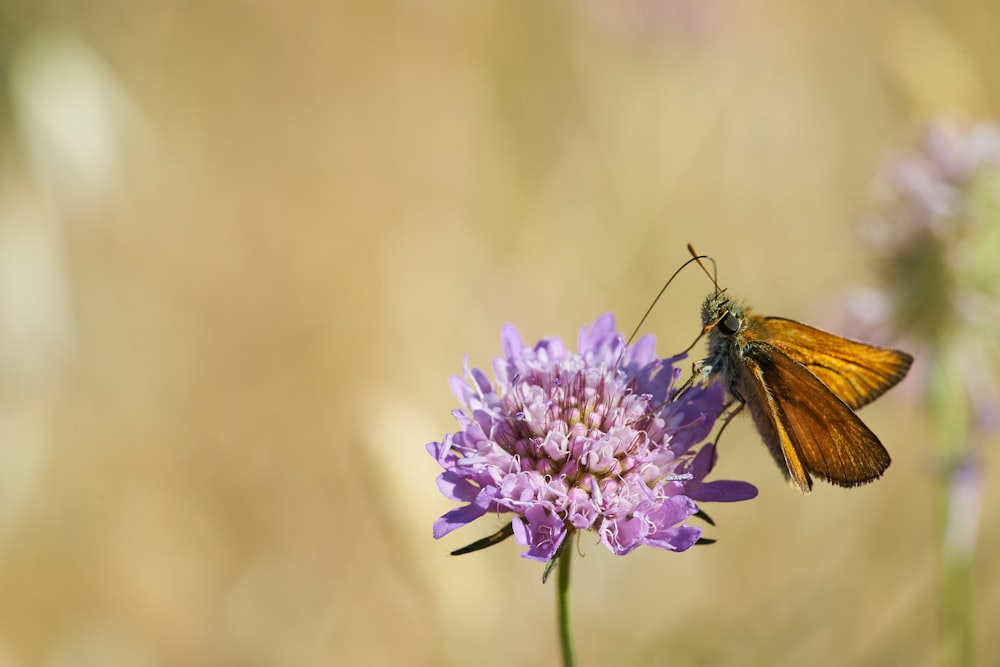 a couple of butterflies sitting on top of a purple flower