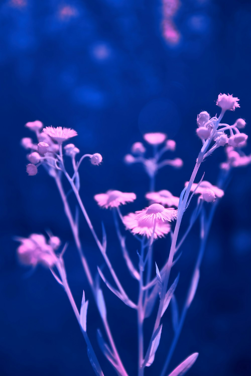 a close up of a bunch of flowers on a blue background