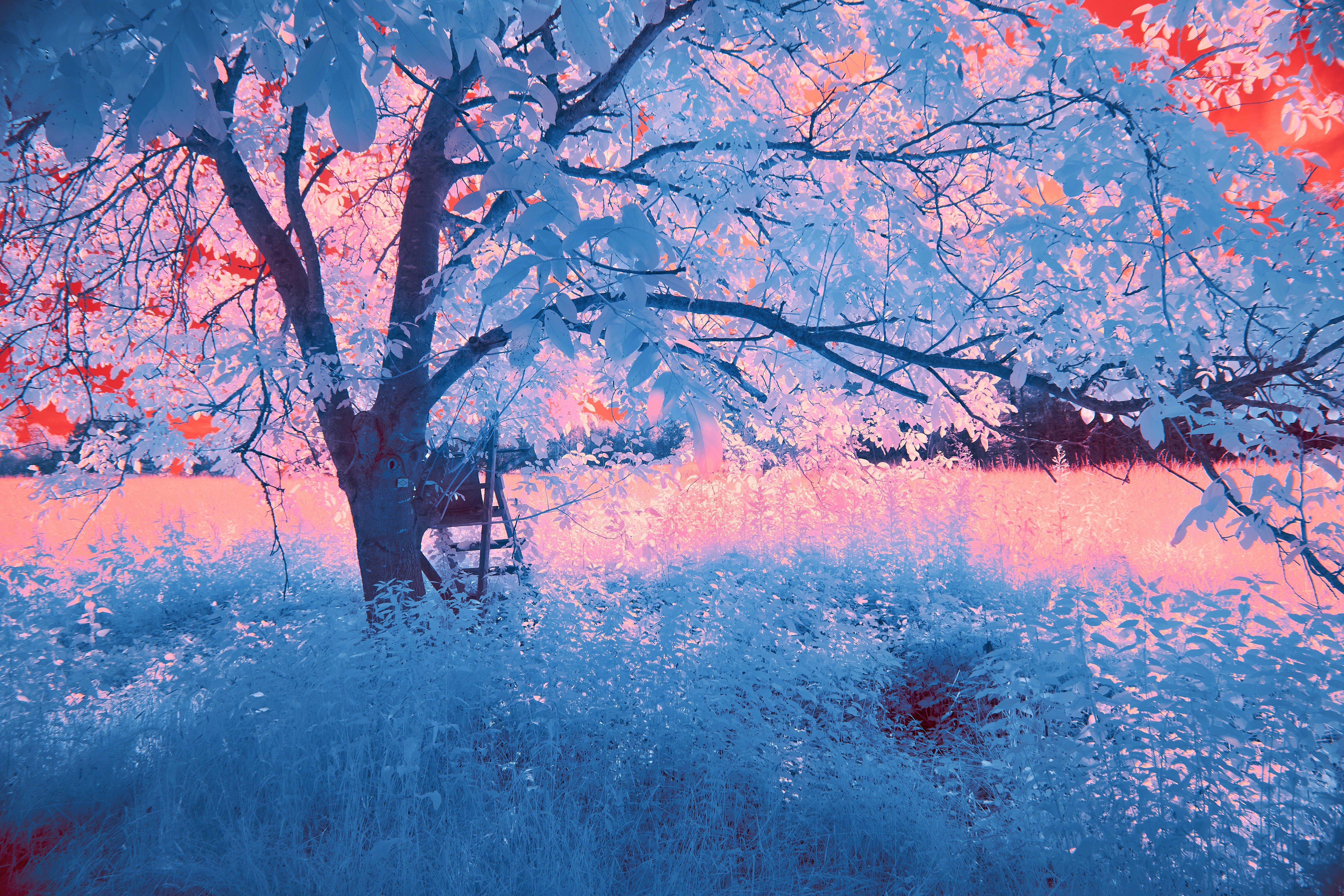 Photo by wolfgang_hasselmann