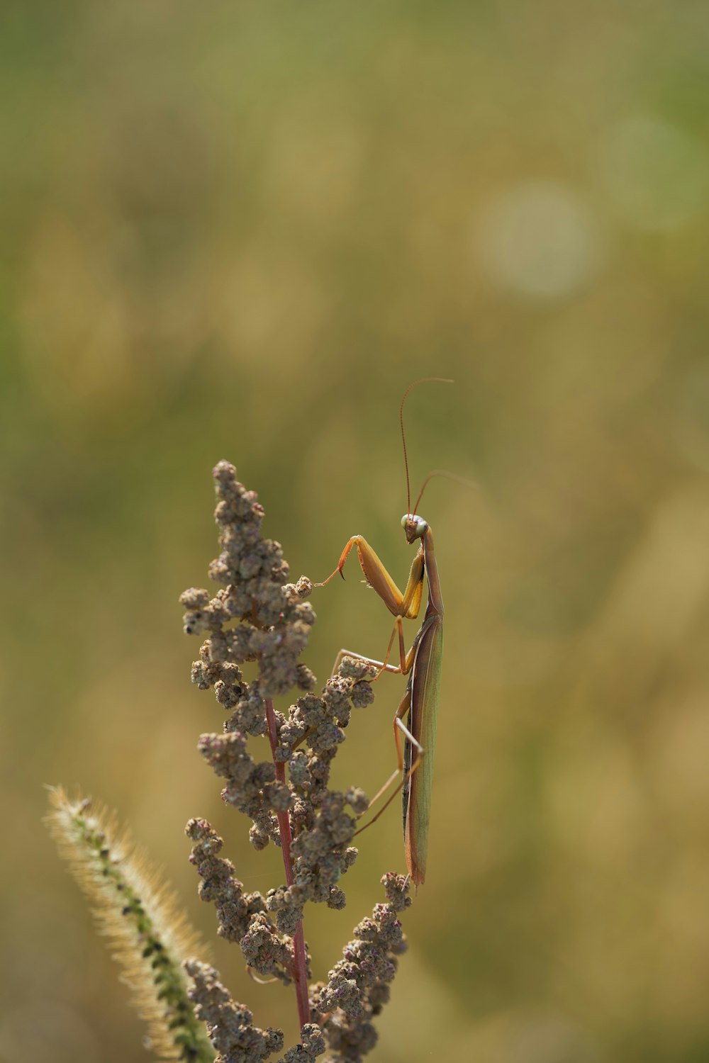 a close up of a grasshopper on a plant