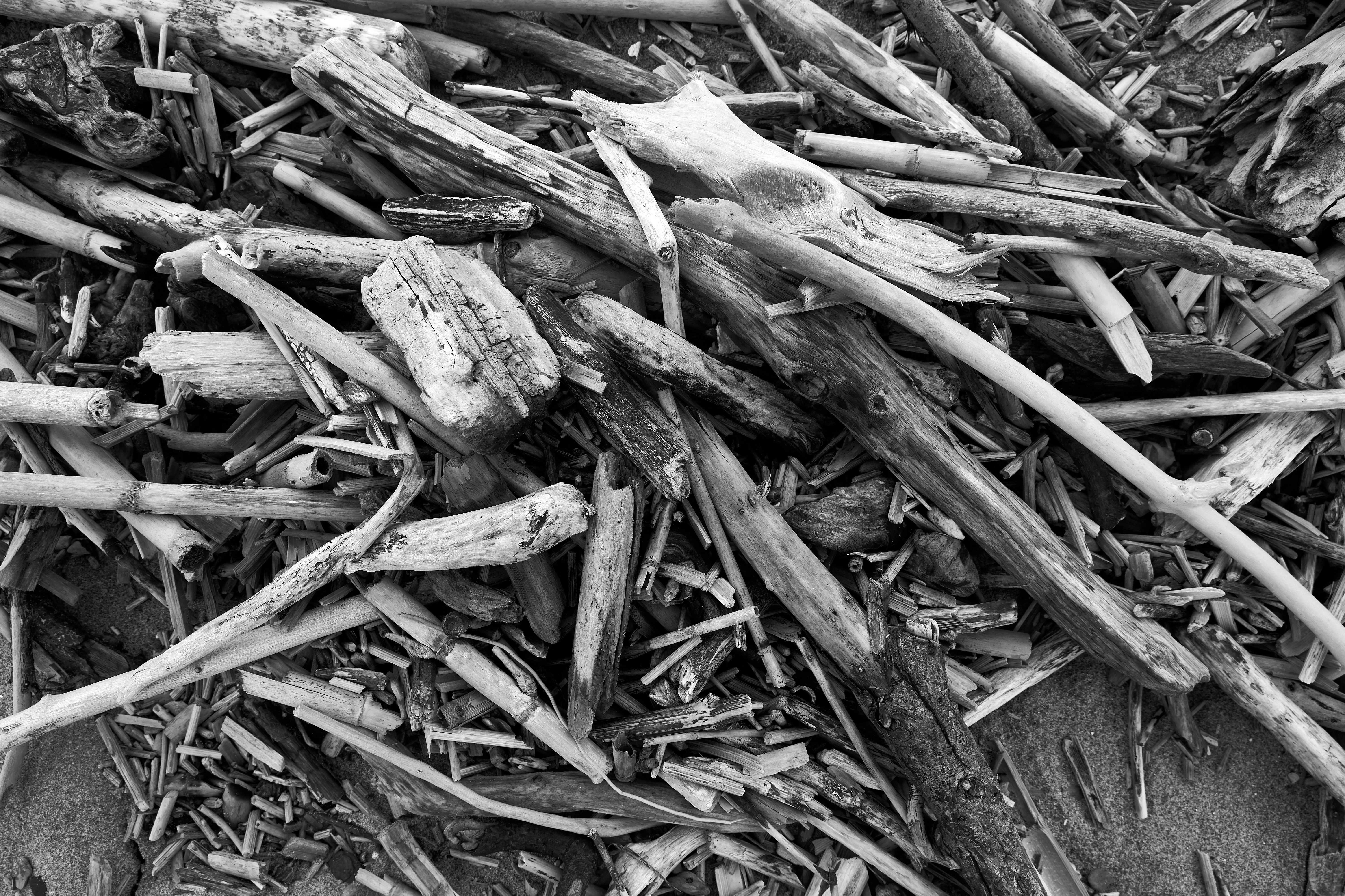 Photo by wolfgang_hasselmann