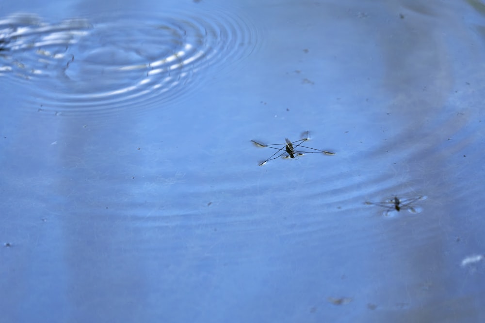a group of mosquitoes are swimming in a pond