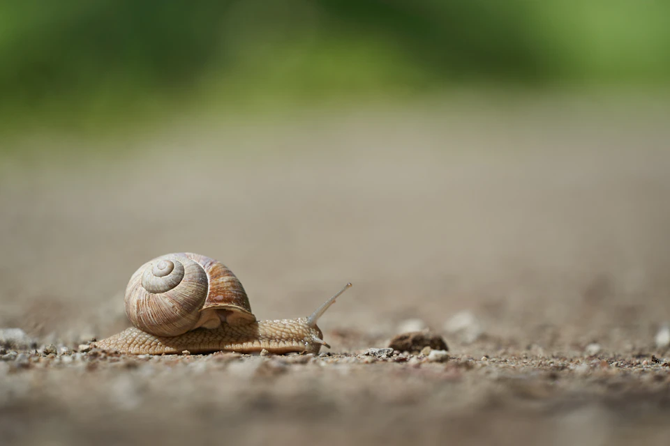 The image shows a small snail making its way across a gravel path. The snail, with its brown shell and white spiral pattern on top, is moving towards the right side of the frame. The gravel path it's traversing has a rough texture, providing a stark contrast to the smooth body of the snail. In the background, there are trees and bushes, adding depth and context to the scene.