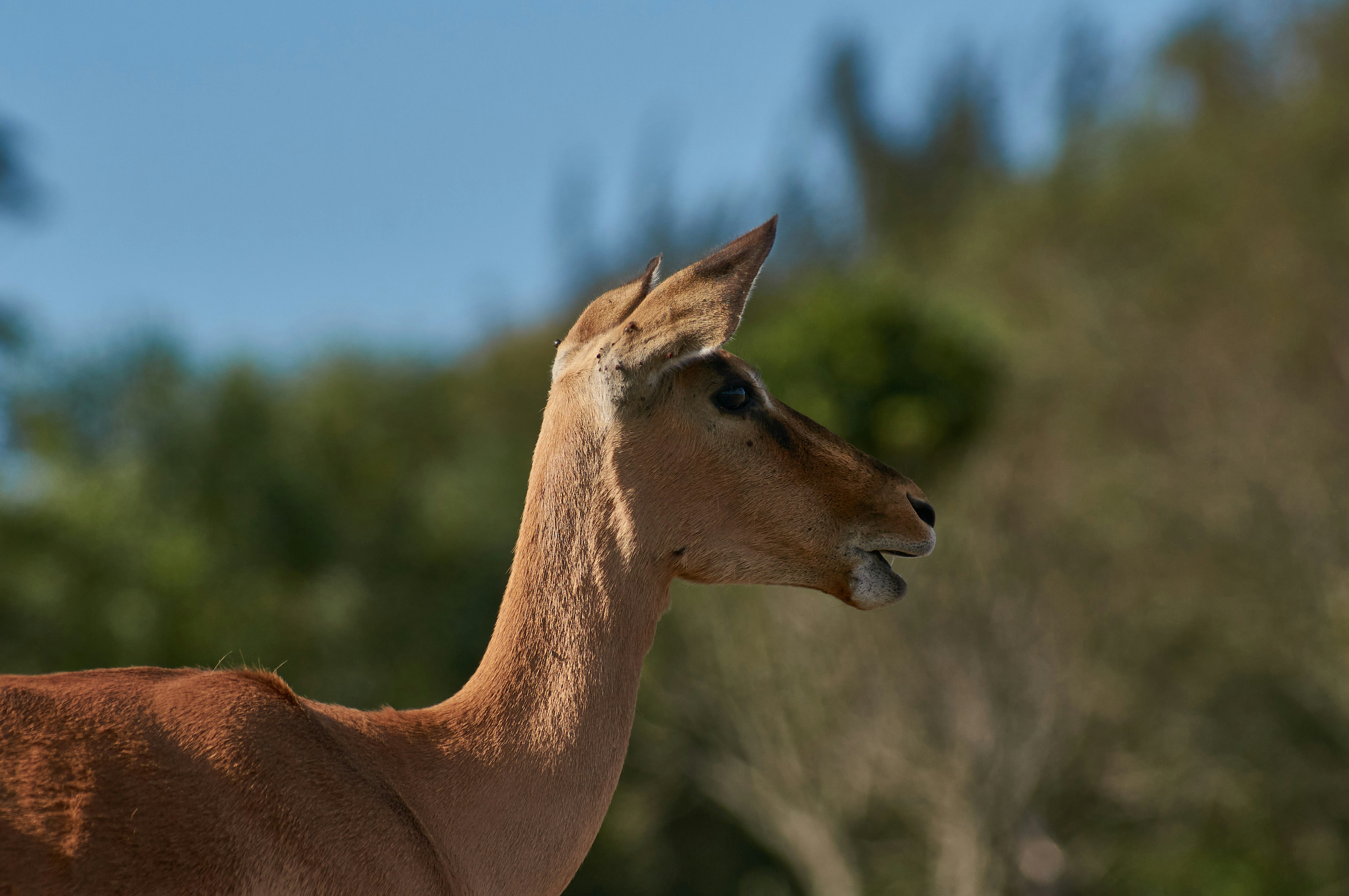 Photo by wolfgang_hasselmann