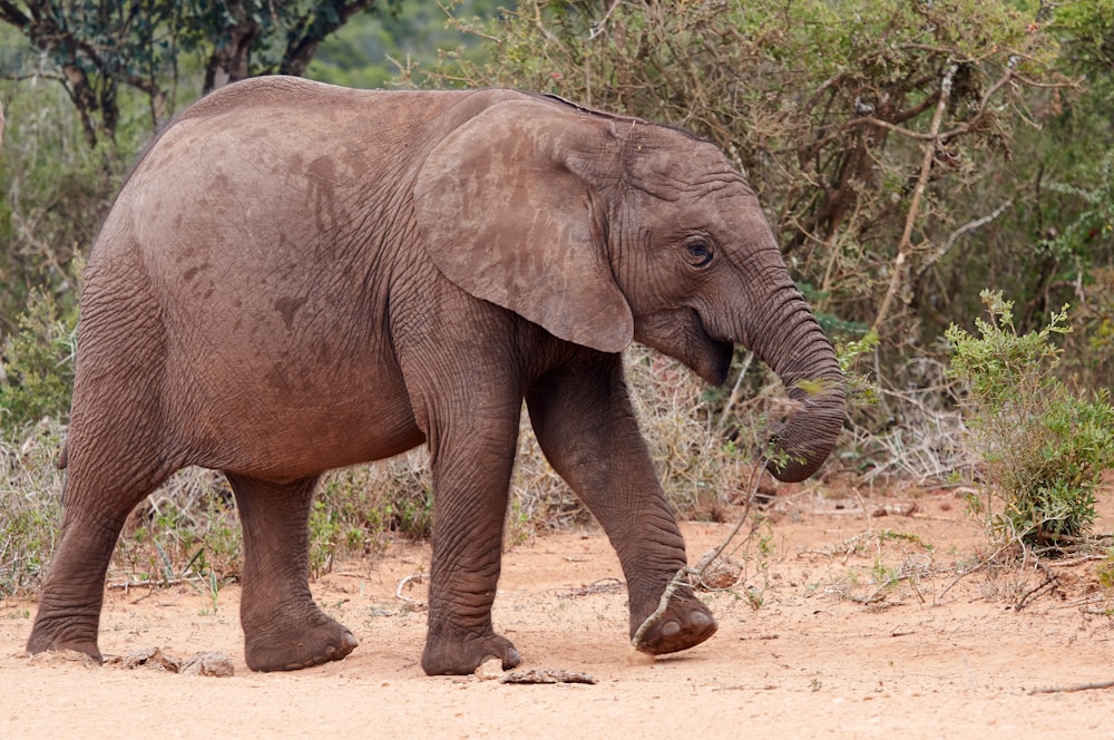 a baby elephant walking across a dirt field